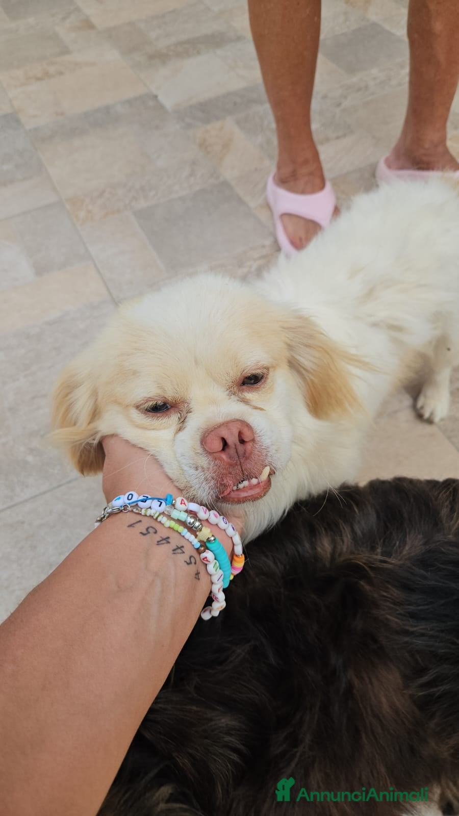 Meticcio cani Paco: taglia piccola socievole e dolce con tutti  - Annuncio 3