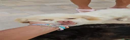 Meticcio cani in regalo: Paco: taglia piccola socievole e dolce con tutti  - Annuncio 1
