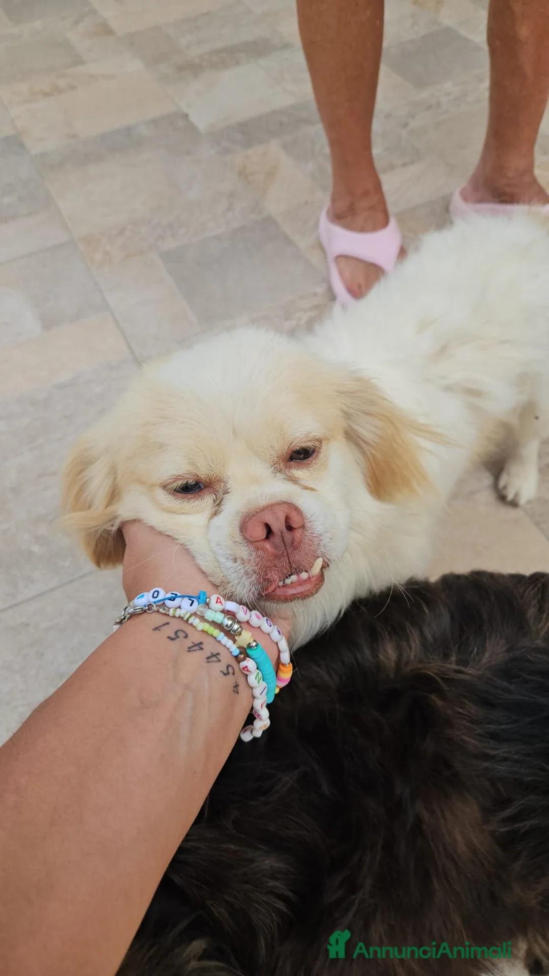 Meticcio cani in regalo: Paco: taglia piccola socievole e dolce con tutti  - Annuncio 1