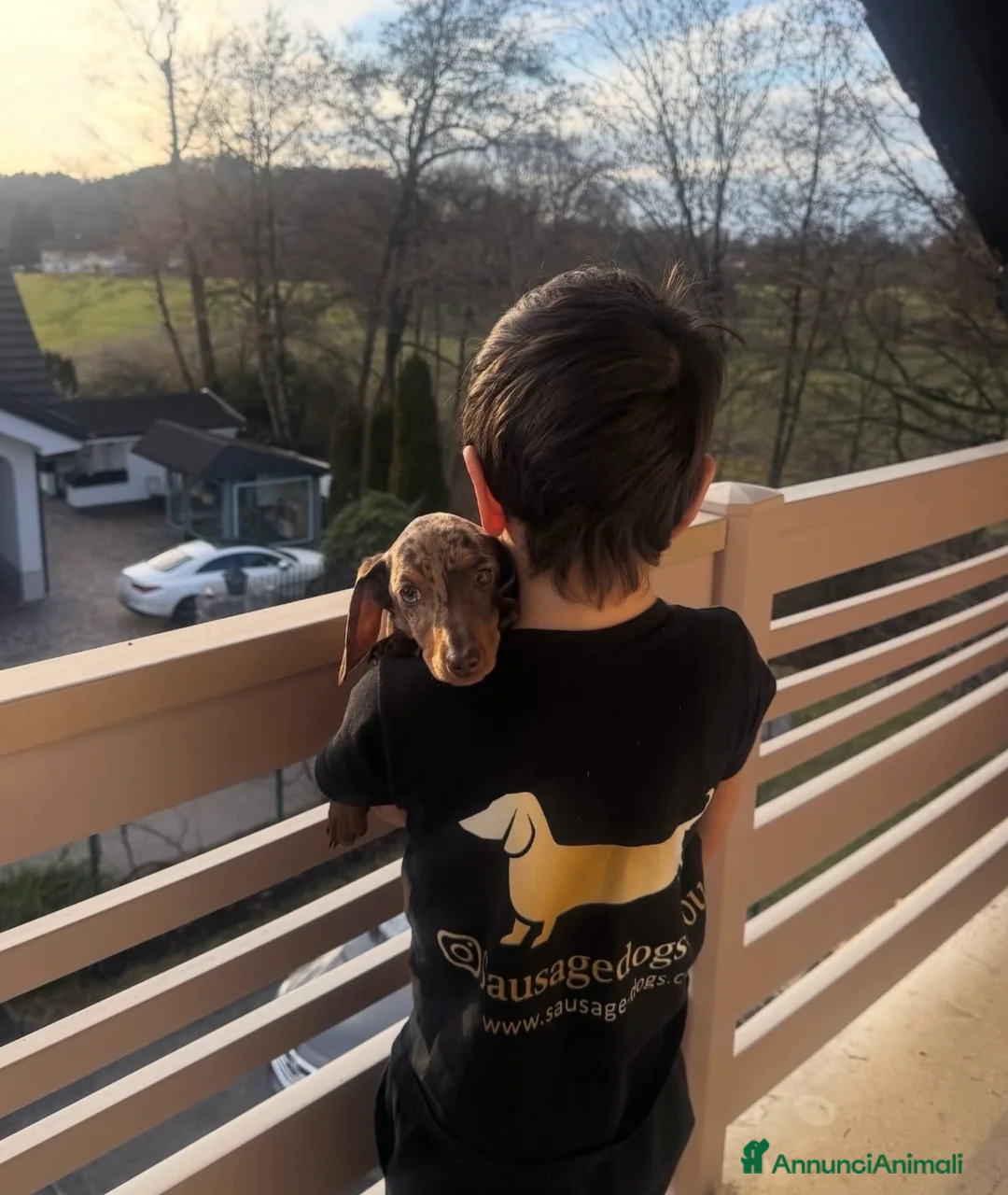 Bassotto cani in vendita: Bassotti Nani - Annuncio 6