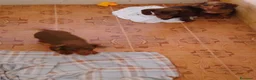 Bassotto Nano cani in vendita: Cuccioli di bassotto nano arlecchino cioccolato  - Annuncio 8