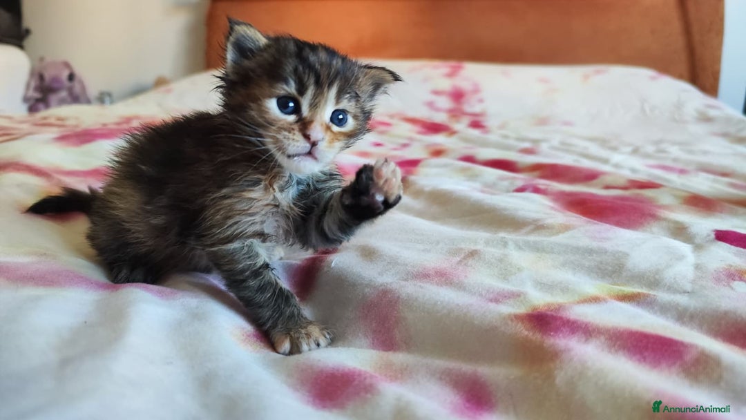 Maine Coon gatti in vendita: Cucciola Maine coon  - Annuncio 3