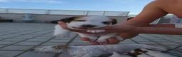 Jack Russell cani in vendita: 🐾 JACK RUSSELL TERRIER – PELO RUDIVO/BROKEN –  🐾 - Annuncio 9