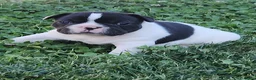 Bulldog Francese cani in vendita: Bulldog francese  - Annuncio 5