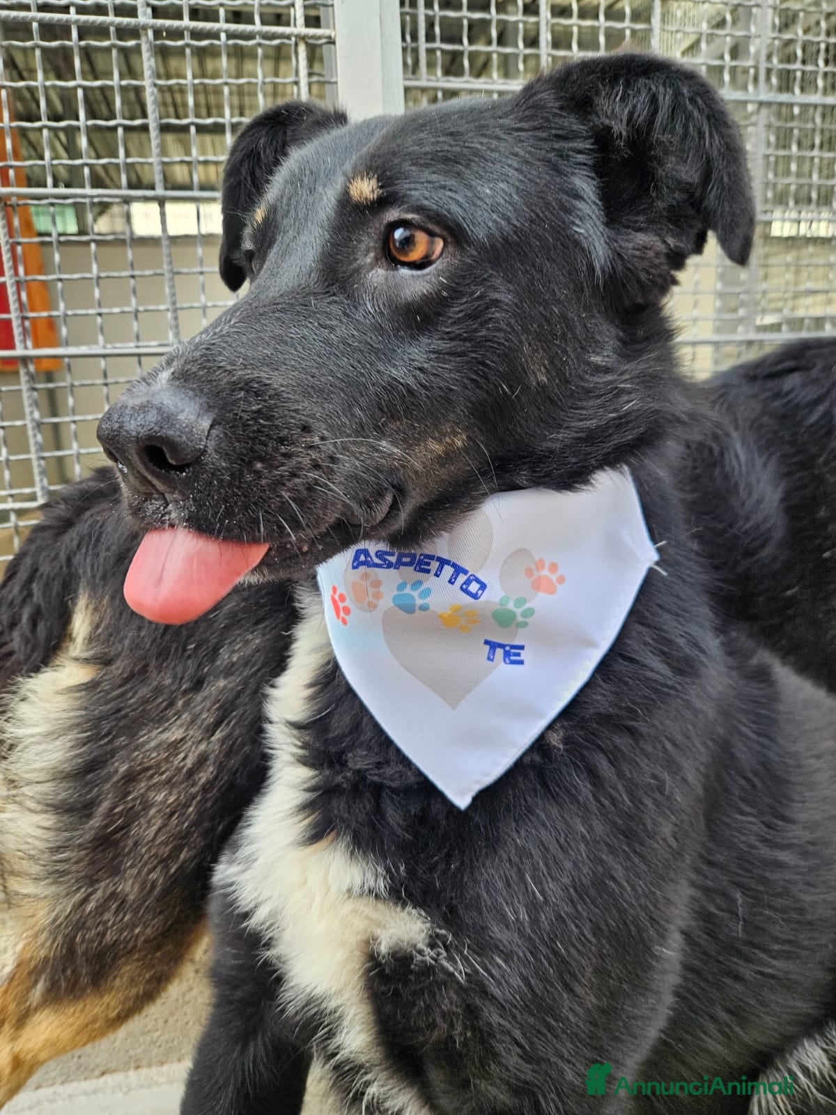 Meticcio cani Carlo: 2 anni, taglia media, docile e riservato  - Annuncio 20