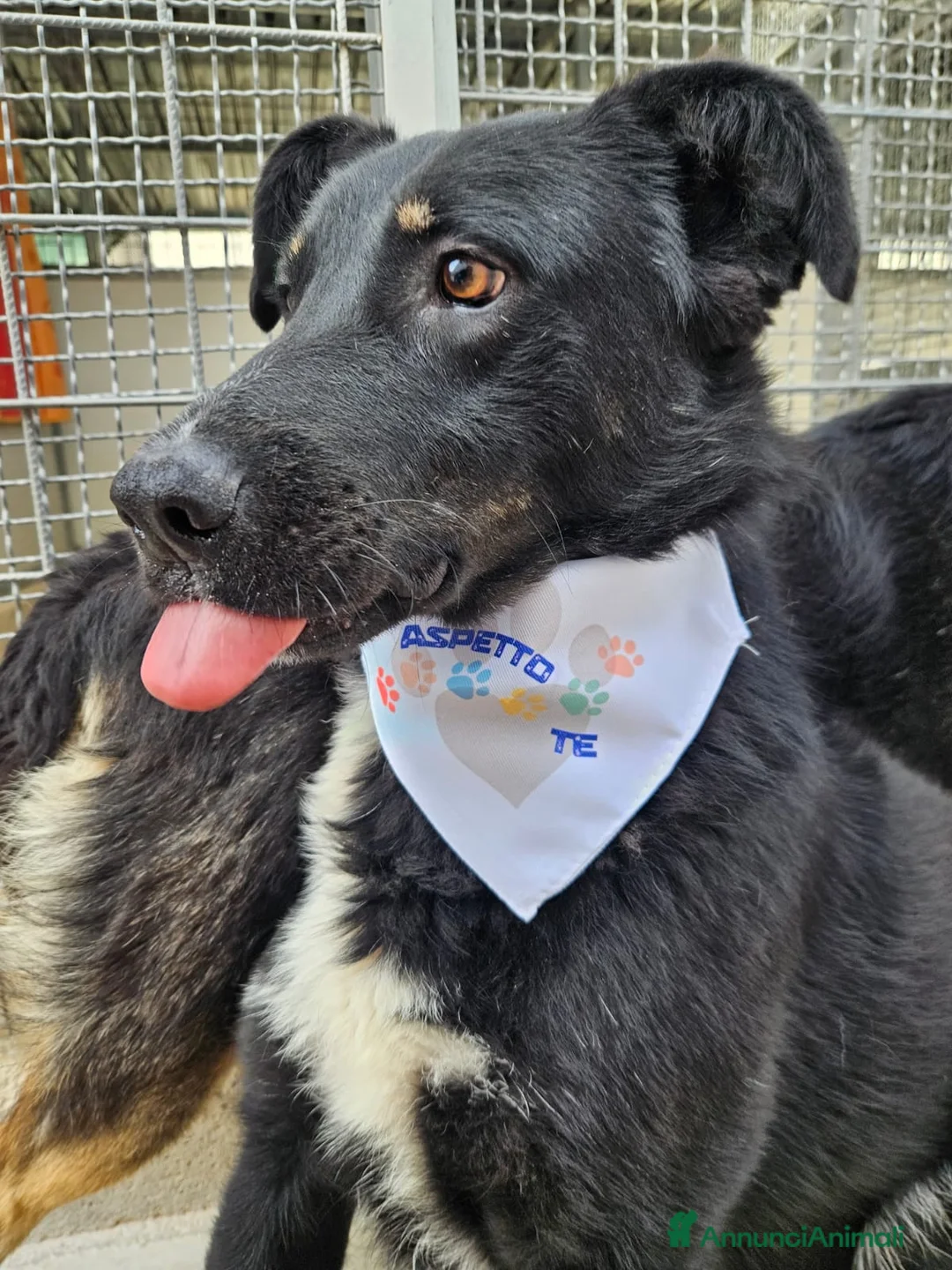 Meticcio cani in regalo: Carlo: 2 anni, taglia media, docile e riservato  - Annuncio 1