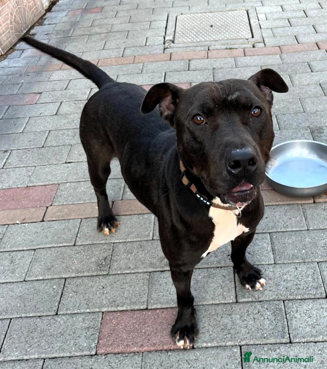 Meticcio cani in regalo: MAX CERCA CASA - Annuncio 5