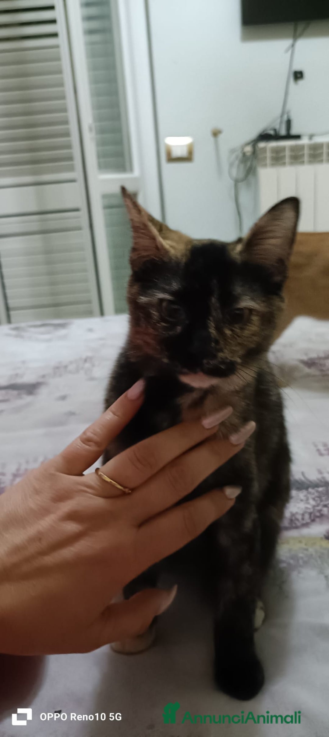 Altre razze gatti in regalo: GATTINA - Annuncio 3