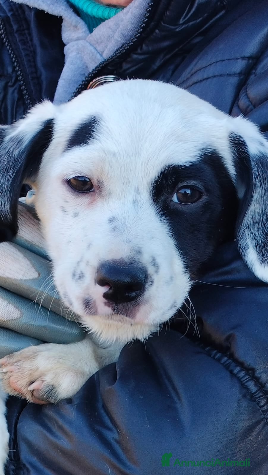 Meticcio cani ALISIA - Annuncio 2