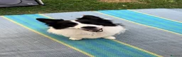 Border Collie cani per accoppiamento: BORDER COLLIE PER RIPRODUZIONE - Annuncio 1