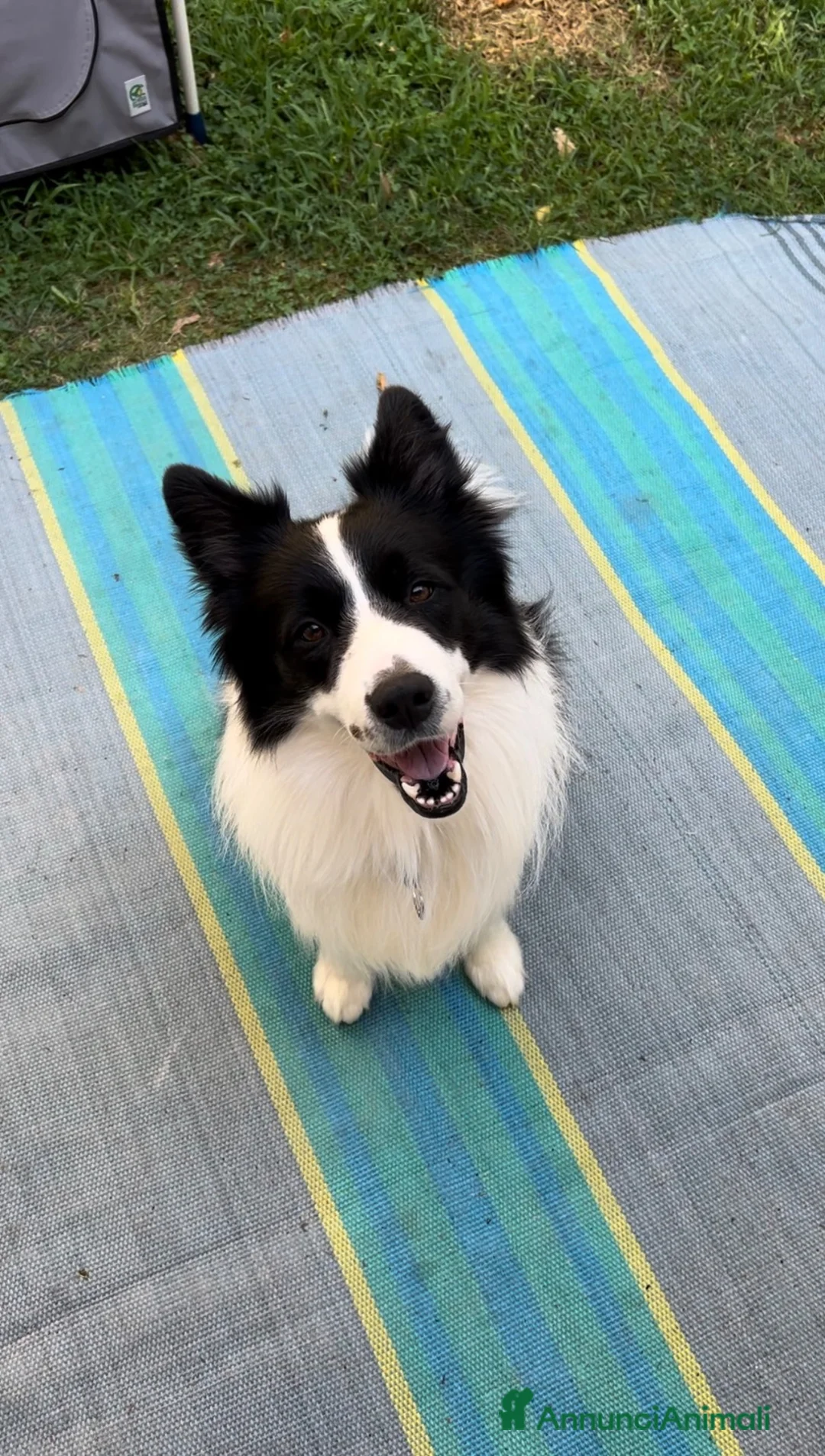 Border Collie cani per accoppiamento: BORDER COLLIE PER RIPRODUZIONE - Annuncio 1