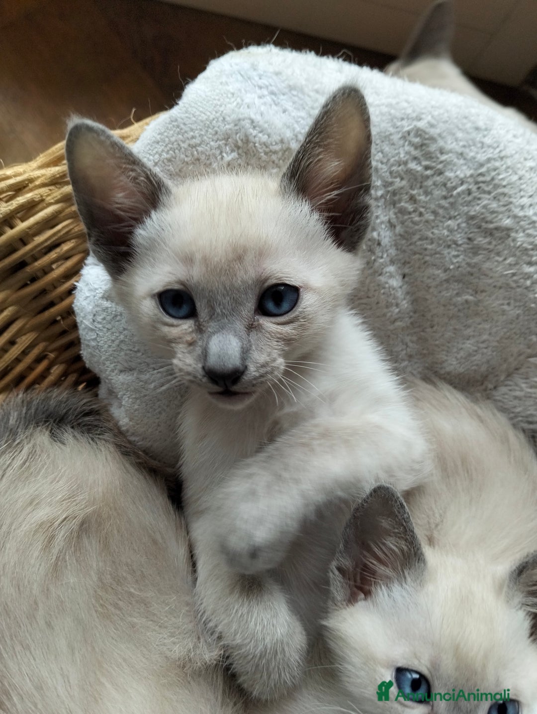 Thai gatti in vendita: Thai, tipo tradizionale di Siamese, Pedigree - Annuncio 9