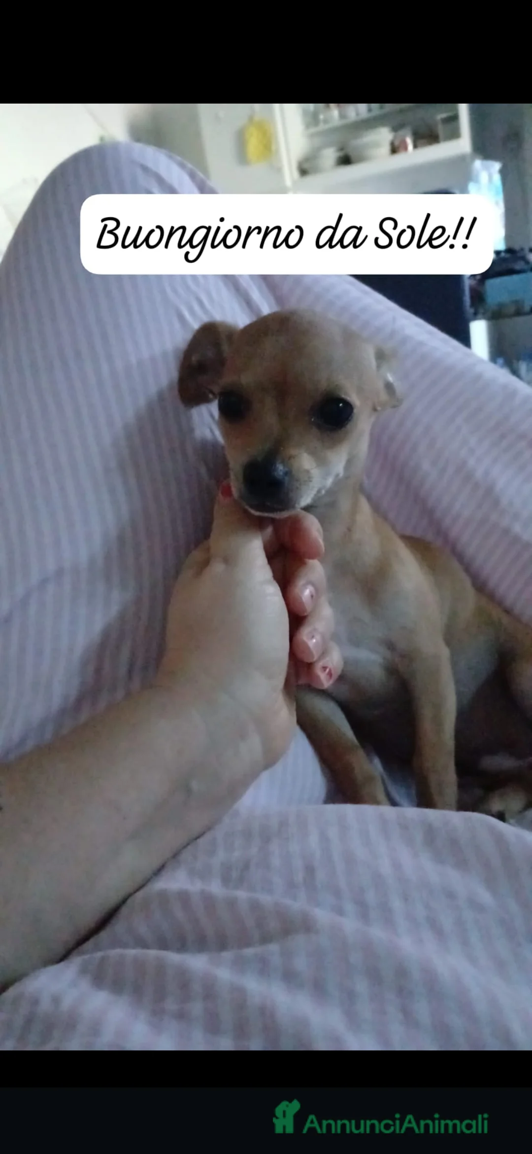 Chihuahua cani in vendita: Chihuahua cucciolina davvero bella - Annuncio 2