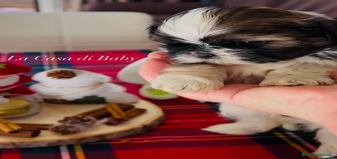 Immagine della galleria {{count}}