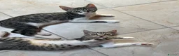 Meticcio gatti in regalo: Regalo gattini a Città Metropolitana di Bologna - Annuncio 3