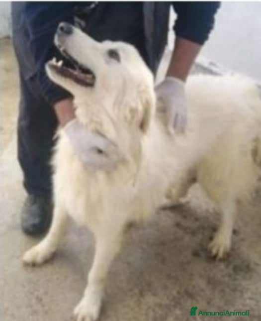 Meticcio cani Brillo 5/6anni IN 1LAGER DA SEMPRE!!SOS SALVEZZA a Città metropolitana di Milano - Annuncio 33