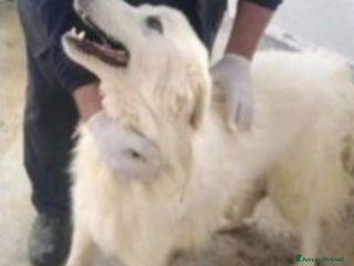 Meticcio cani Brillo 5/6anni IN 1LAGER DA SEMPRE!!SOS SALVEZZA a Città metropolitana di Milano - Annuncio 18