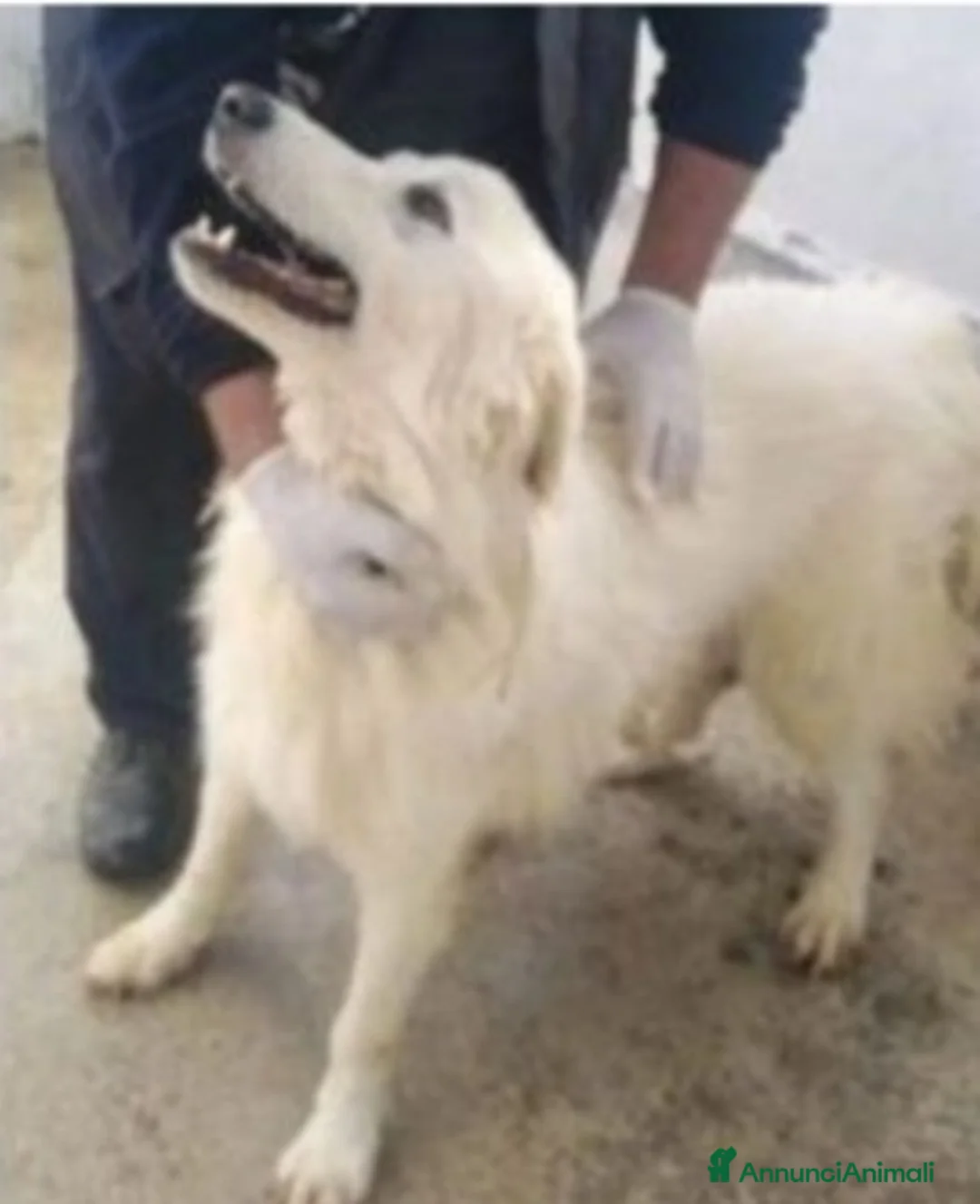 Meticcio cani in regalo: Brillo 5/6anni IN 1LAGER DA SEMPRE!!SOS SALVEZZA a Città metropolitana di Milano - Annuncio 1