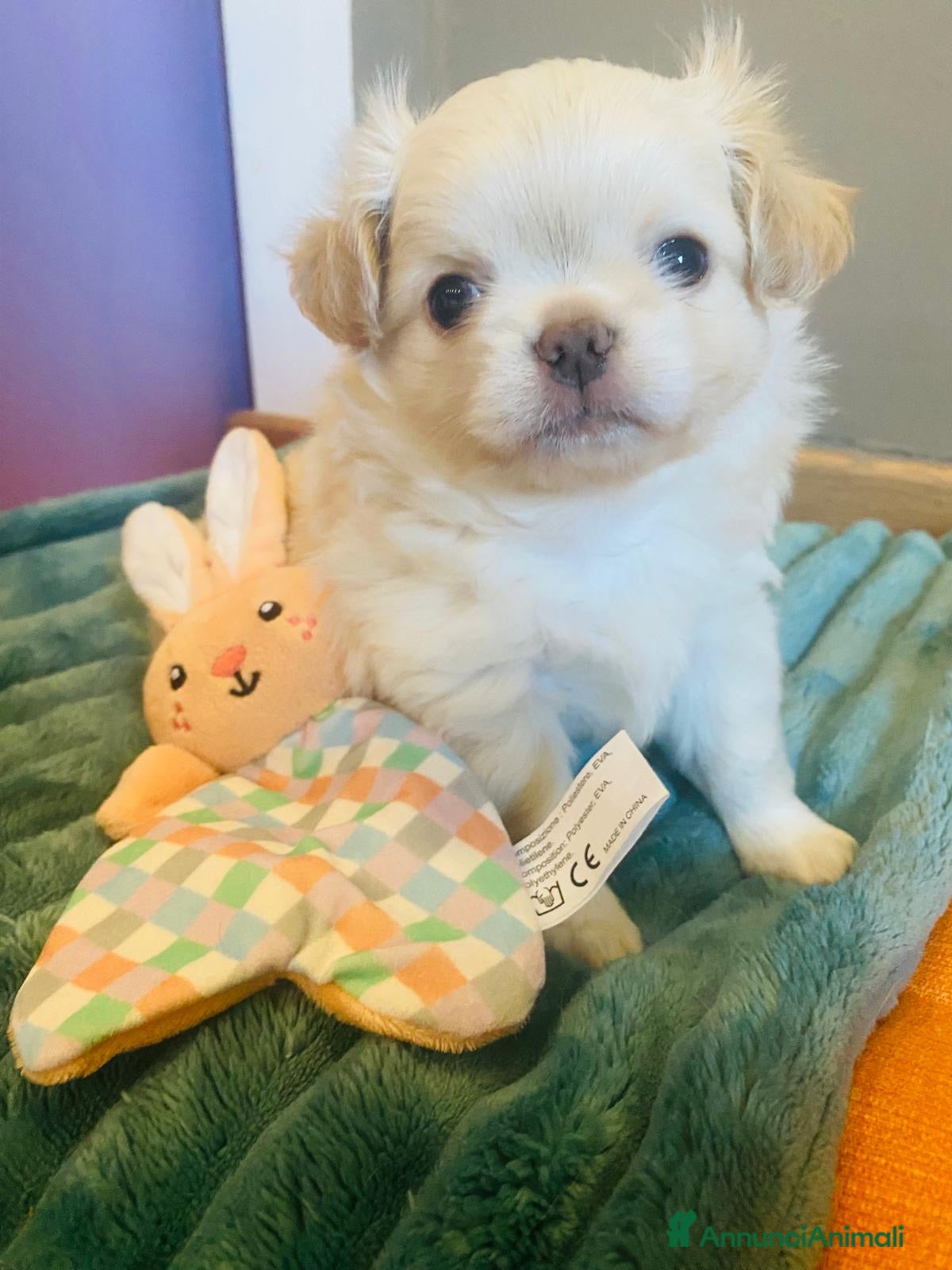 Chihuahua cani Cuccioli di chiuauaua - Annuncio 11