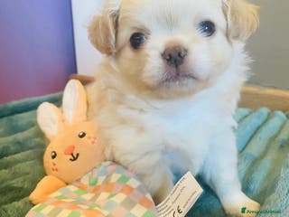 Chihuahua cani Cuccioli di chiuauaua - Annuncio 11