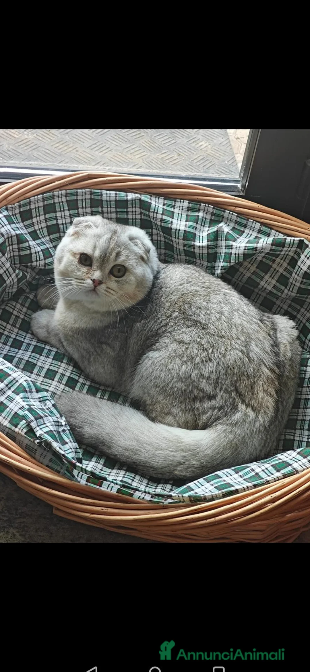 Scottish gatti in vendita: Scottish Fold - Annuncio 1