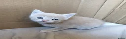 Meticcio gatti in regalo: 2 femminucce, 2 mesi  - Annuncio 3