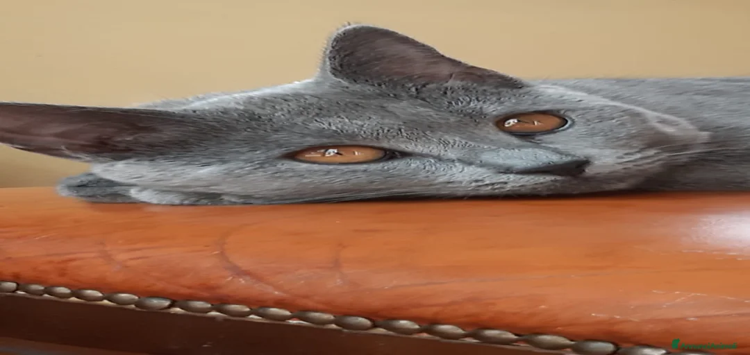 Immagine della galleria {{count}}