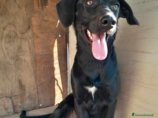 Meticcio cani DOLCE CAGNOLINO TAGLIA MEDIO PICCOLA a Città metropolitana di Catania - Annuncio 16