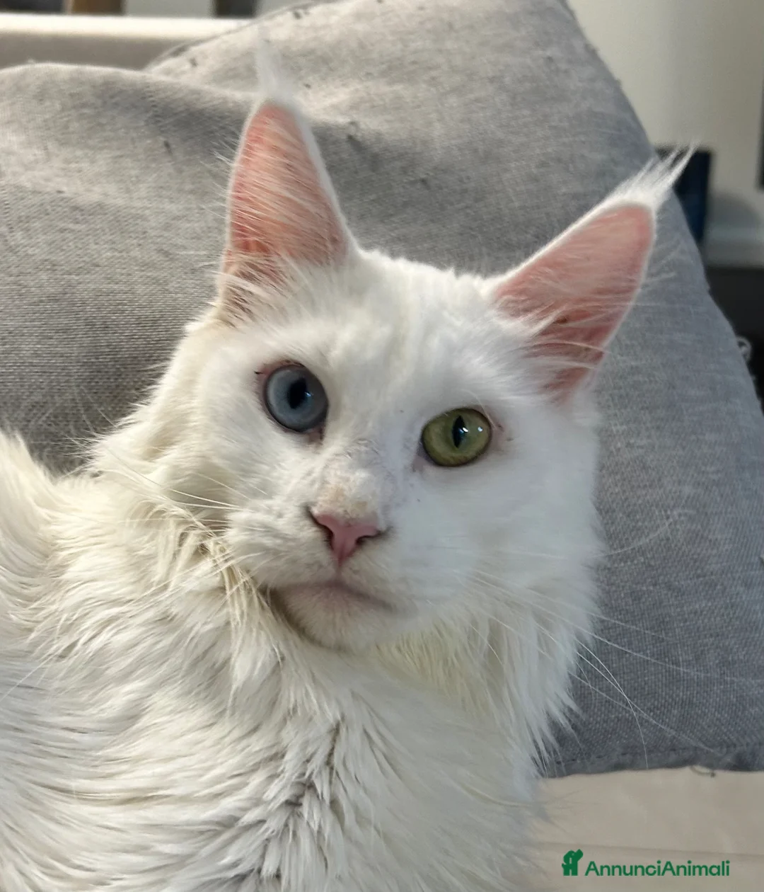 Maine Coon gatti in vendita: Prenotazione cucciole Maine Coon  - Annuncio 4