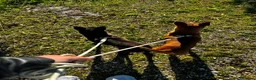 Pinscher Miniatura cani in regalo: Stella e Briciola cercano Casa Insieme a Provincia di Barletta-Andria-Trani - Annuncio 5