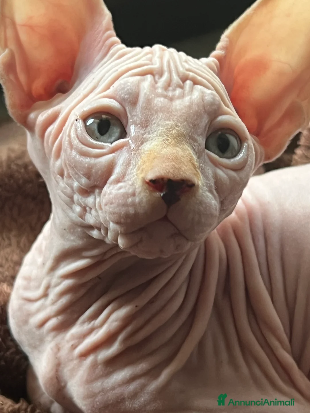 Sphynx gatti in vendita: Sphynx  a Città metropolitana di Roma Capitale - Annuncio 3
