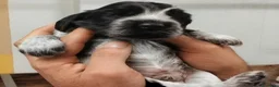 Cocker cani in vendita: Maschietto di Cocker Spaniel Inglese Blu Roano  - Annuncio 3