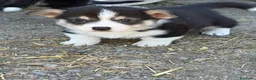 Corgi Pembroke cani in vendita: Corgi Pembroke con pedigree - Annuncio 4