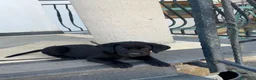 Labrador cani in vendita: Labrador Nero - Annuncio 3