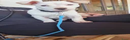 Meticcio cani in regalo: Timmy Trumpet cucciolo stupendo a Città Metropolitana di Firenze - Annuncio 1