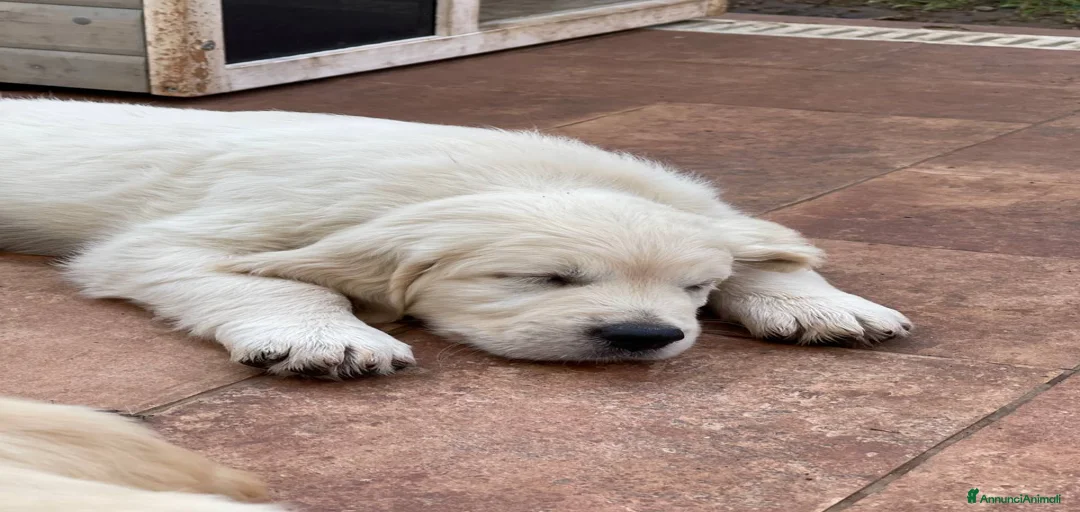 Immagine della galleria {{count}}