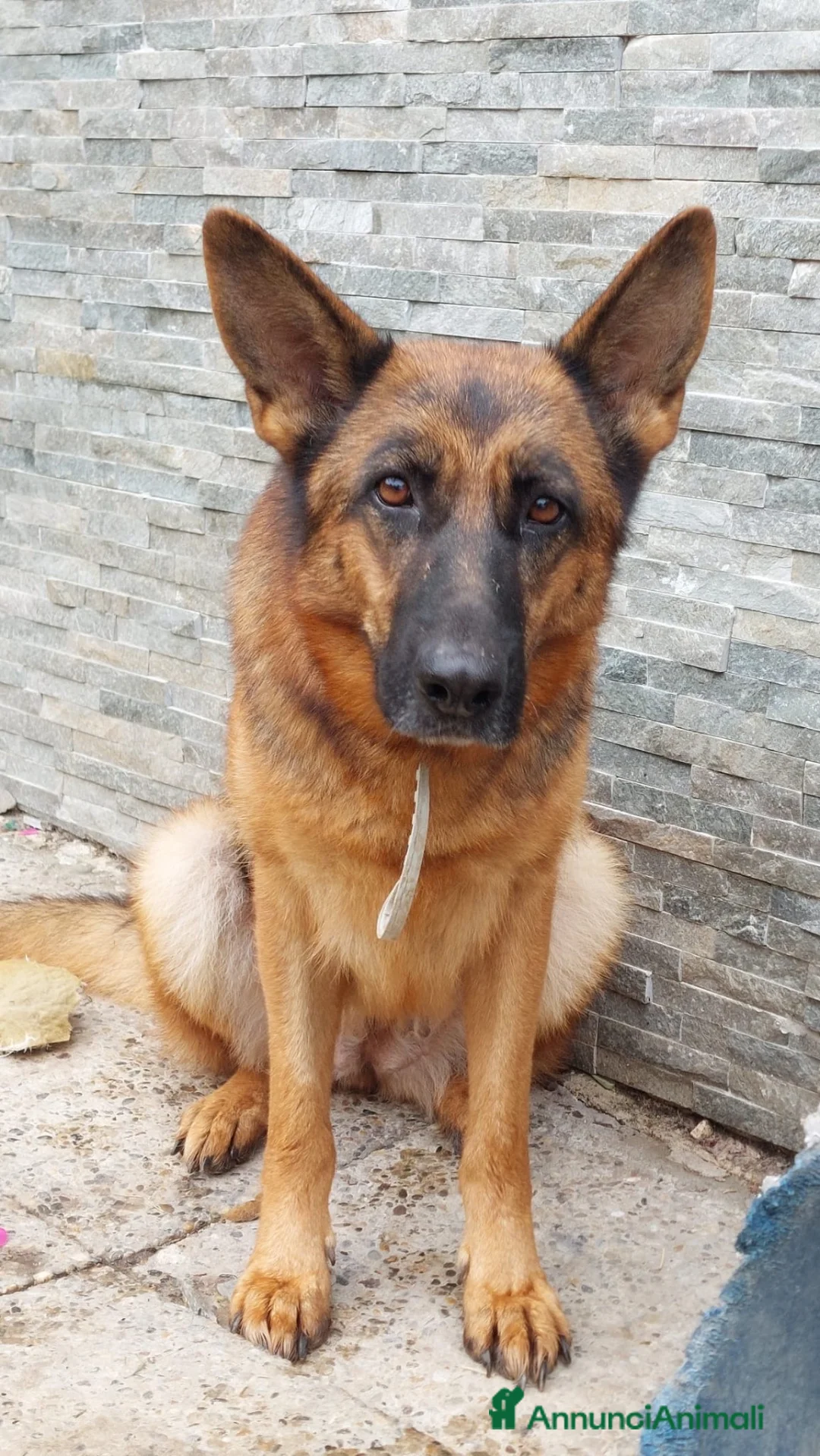 Pastore Tedesco cani in regalo: KIKKA CERCA CASA 🙏 - Annuncio 1