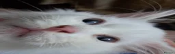 Angora turco gatti in vendita: Angora turco - Annuncio 2