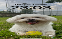 Maltese cani per accoppiamento: Accoppiamento a Provincia di Arezzo - Immagine 2