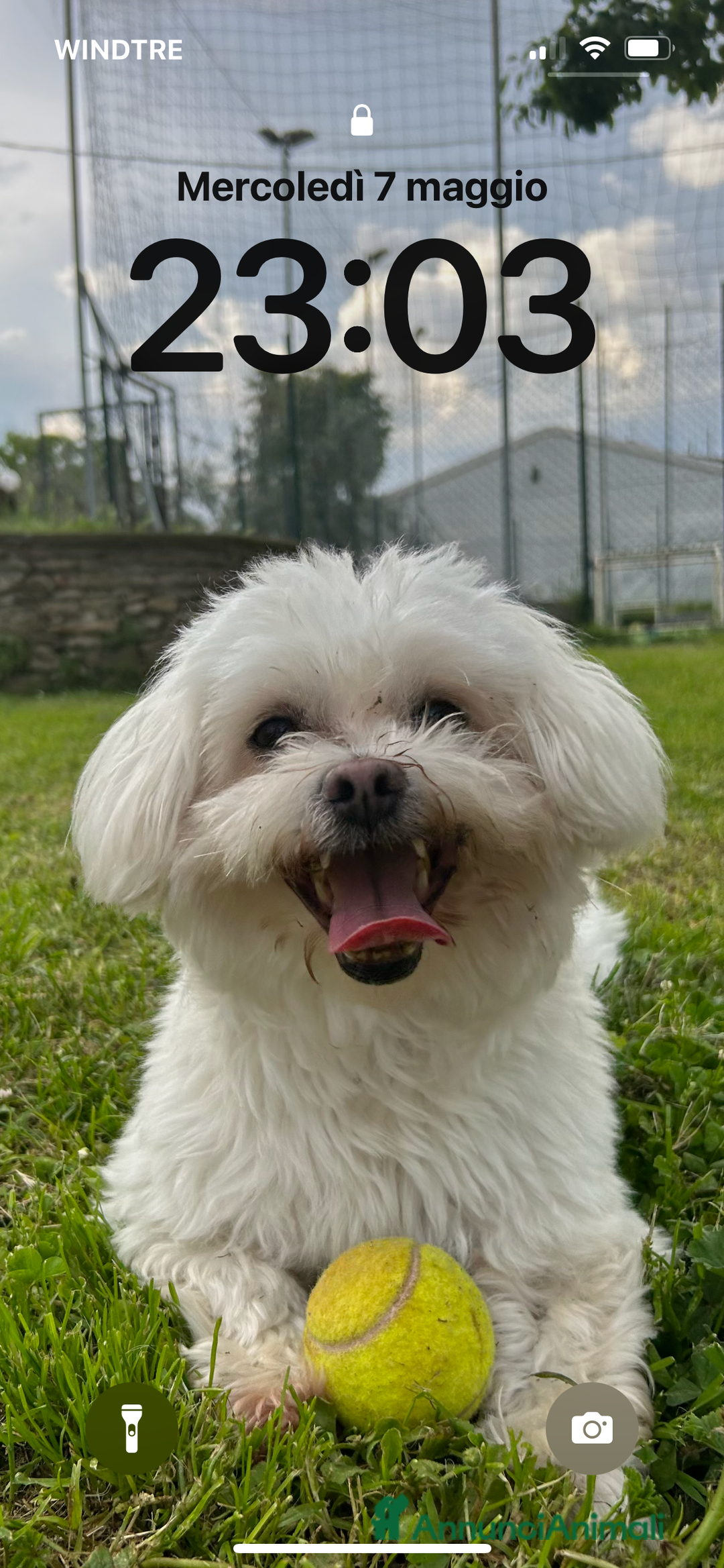 Maltese cani per accoppiamento: Accoppiamento a Provincia di Arezzo - Immagine 2