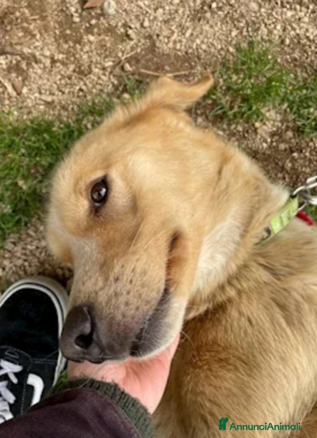 Meticcio cani in regalo: Mix Golden femmina 3anni a catena da tanto! LAZIO a Città metropolitana di Milano - Annuncio 3