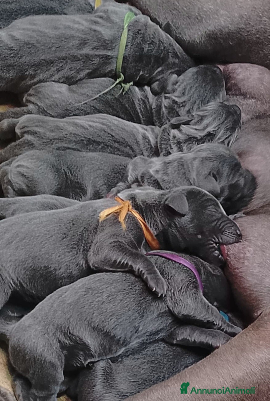 Alano cani in vendita: Cuccioli di alano blu da Allevamento Riconosciuto  - Annuncio 6