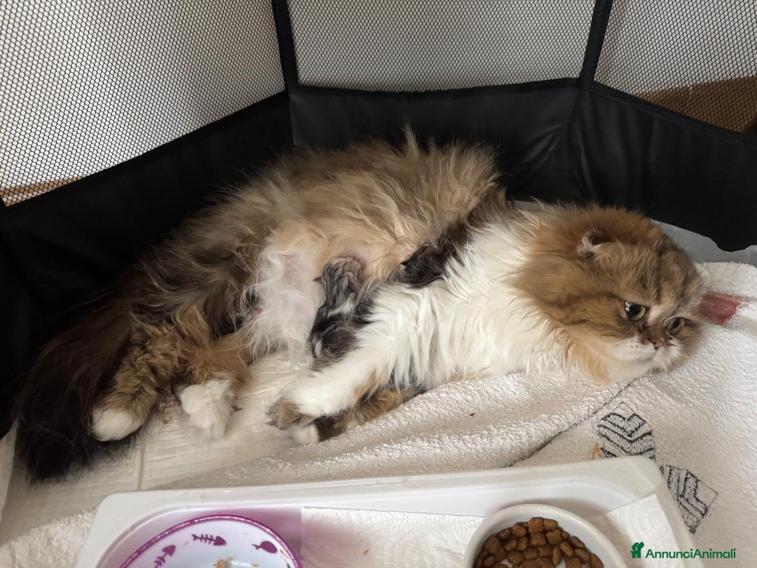 Scottish gatti in vendita: Cucciola Schottish long hair  a Città Metropolitana di Torino - Immagine 3