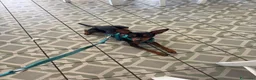 Pinscher Miniatura cani per accoppiamento: PINSCHER MASCHIO DISPONIBILE PER ACCOPPIAMENTO - Annuncio 7