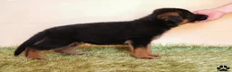 Pastore Tedesco cani in vendita: Cuccioli di pastore tedesco selezionati - Annuncio 7