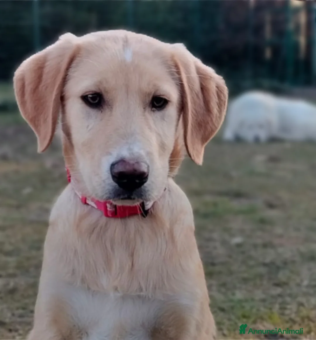 Meticcio cani in regalo: Danny meraviglioso cucciolo di 4 mesi e mezzo - Annuncio 3
