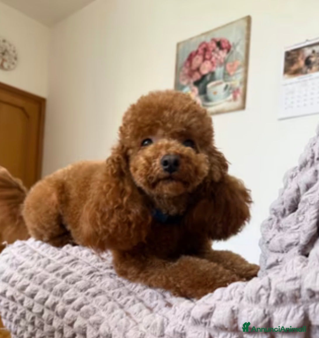 Barboncino Toy cani Disponibile per accoppiamento  - Annuncio 1