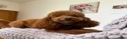 Barboncino Toy cani per accoppiamento: Disponibile per accoppiamento  - Annuncio 1