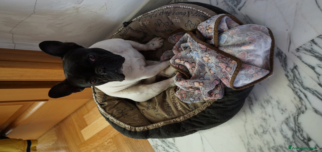 Immagine della galleria {{count}}