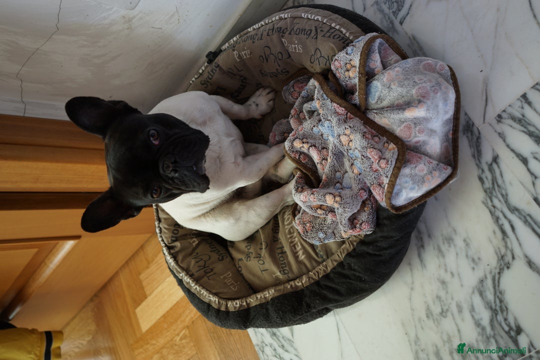 Immagine della galleria {{count}}